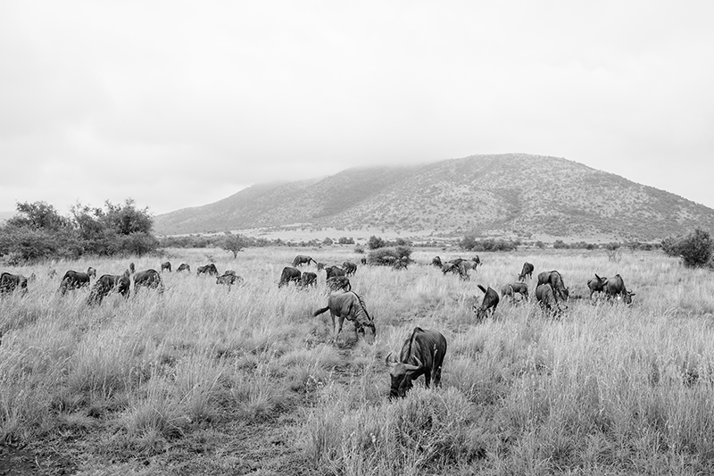 SOUTH_AFRICA_TRAVEL_PHOTOGRAPHY_01